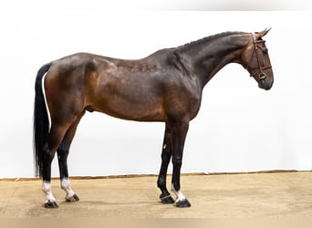 KWPN, Wallach, 6 Jahre, 168 cm, Dunkelbrauner