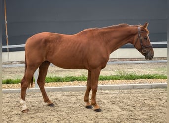 KWPN, Wallach, 6 Jahre, 168 cm, Fuchs