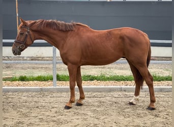 KWPN, Wallach, 6 Jahre, 168 cm, Fuchs