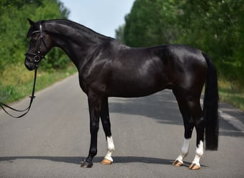 KWPN, Wallach, 6 Jahre, 168 cm, Rappe