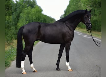 KWPN, Wallach, 6 Jahre, 168 cm, Rappe