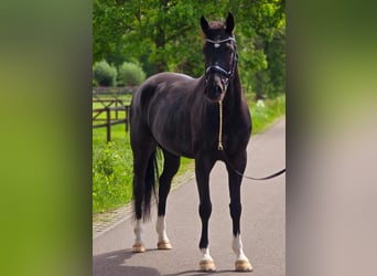 KWPN, Wallach, 6 Jahre, 168 cm, Rappe