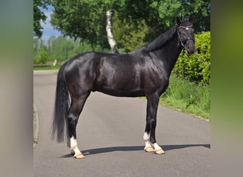 KWPN, Wallach, 6 Jahre, 168 cm, Rappe
