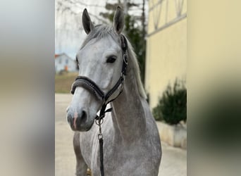 KWPN, Wallach, 6 Jahre, 168 cm, Schimmel