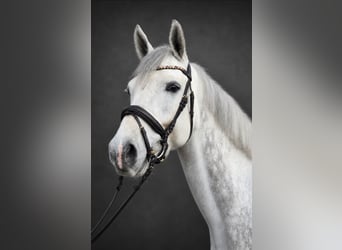KWPN, Wallach, 6 Jahre, 168 cm, Schimmel