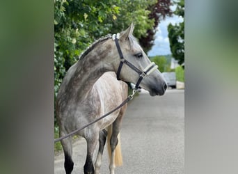 KWPN, Wallach, 6 Jahre, 168 cm, Schimmel