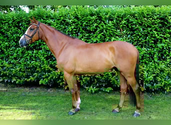 KWPN, Wallach, 6 Jahre, 168 cm