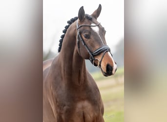 KWPN, Wallach, 6 Jahre, 169 cm, Brauner