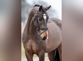KWPN, Wallach, 6 Jahre, 169 cm, Brauner