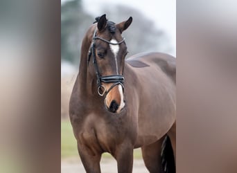 KWPN, Wallach, 6 Jahre, 169 cm, Brauner