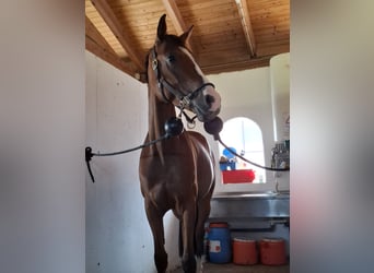 KWPN, Wallach, 6 Jahre, 169 cm, Brauner