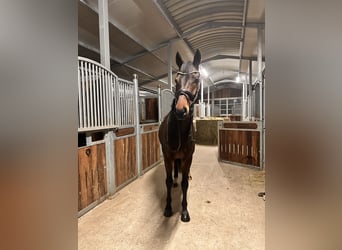 KWPN, Wallach, 6 Jahre, 169 cm, Dunkelbrauner