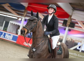 KWPN, Wallach, 6 Jahre, 169 cm, Dunkelbrauner