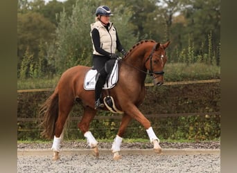KWPN, Wallach, 6 Jahre, 169 cm, Fuchs