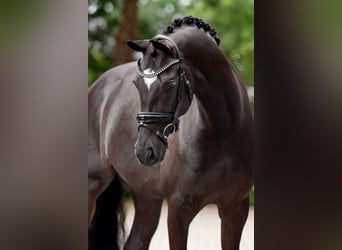 KWPN, Wallach, 6 Jahre, 169 cm, Schwarzbrauner