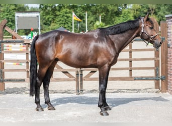 KWPN, Wallach, 6 Jahre, 169 cm, Schwarzbrauner