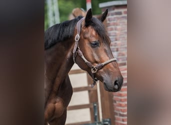 KWPN, Wallach, 6 Jahre, 169 cm, Schwarzbrauner