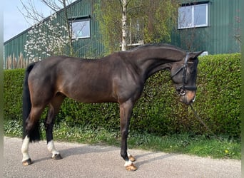 KWPN, Wallach, 6 Jahre, 169 cm, Schwarzbrauner