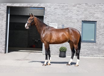 KWPN, Wallach, 6 Jahre, 170 cm, Brauner