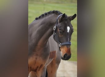 KWPN, Wallach, 6 Jahre, 170 cm, Brauner