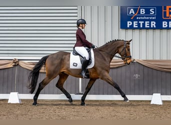 KWPN, Wallach, 6 Jahre, 170 cm, Brauner