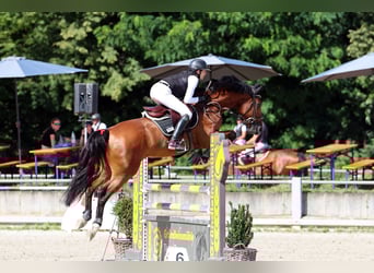 KWPN, Wallach, 6 Jahre, 170 cm, Brauner