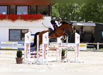 KWPN, Wallach, 6 Jahre, 170 cm, Brauner