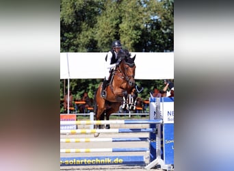 KWPN, Wallach, 6 Jahre, 170 cm, Brauner