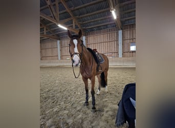 KWPN, Wallach, 6 Jahre, 170 cm, Brauner