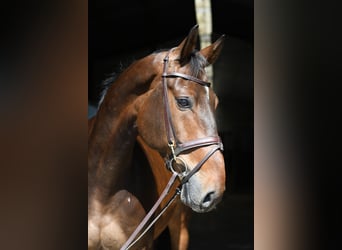 KWPN, Wallach, 6 Jahre, 170 cm, Brauner