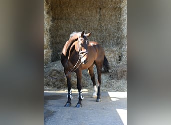KWPN, Wallach, 6 Jahre, 170 cm, Brauner