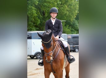 KWPN, Wallach, 6 Jahre, 170 cm, Brauner