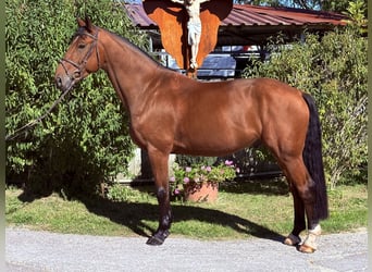 KWPN, Wallach, 6 Jahre, 170 cm, Brauner