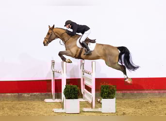 KWPN, Wallach, 6 Jahre, 170 cm, Brauner