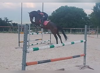 KWPN, Wallach, 6 Jahre, 170 cm, Dunkelbrauner