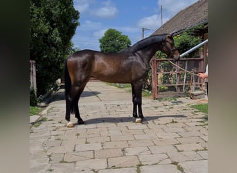 KWPN, Wallach, 6 Jahre, 170 cm, Dunkelbrauner