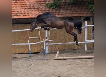 KWPN, Wallach, 6 Jahre, 170 cm, Dunkelbrauner