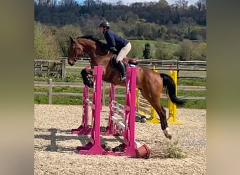 KWPN, Wallach, 6 Jahre, 170 cm, Dunkelbrauner