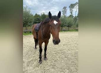 KWPN, Wallach, 6 Jahre, 170 cm, Dunkelbrauner