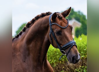 KWPN, Wallach, 6 Jahre, 170 cm, Dunkelfuchs