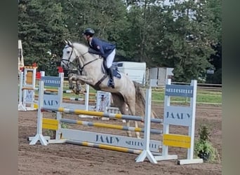 KWPN, Wallach, 6 Jahre, 170 cm, Fliegenschimmel