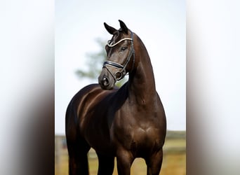 KWPN, Wallach, 6 Jahre, 170 cm, Rappe