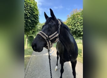 KWPN, Wallach, 6 Jahre, 170 cm, Rappe