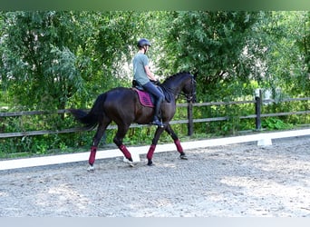 KWPN, Wallach, 6 Jahre, 170 cm, Rappe