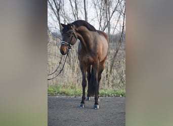 KWPN, Wallach, 6 Jahre, 170 cm, Rotbrauner