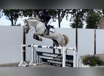 KWPN, Wallach, 6 Jahre, 170 cm, Schimmel