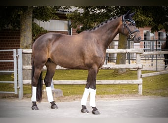 KWPN, Wallach, 6 Jahre, 170 cm, Schwarzbrauner