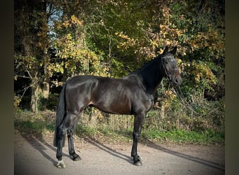 KWPN, Wallach, 6 Jahre, 170 cm, Schwarzbrauner