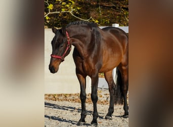 KWPN, Wallach, 6 Jahre, 170 cm, Schwarzbrauner