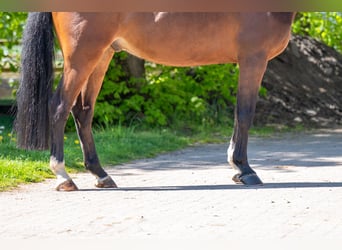 KWPN, Wallach, 6 Jahre, 170 cm